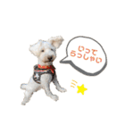 愛犬ポコちゃんのスタンプ3（個別スタンプ：9）