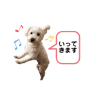 愛犬ポコちゃんのスタンプ3（個別スタンプ：10）