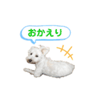 愛犬ポコちゃんのスタンプ3（個別スタンプ：11）