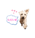 愛犬ポコちゃんのスタンプ3（個別スタンプ：12）
