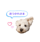 愛犬ポコちゃんのスタンプ3（個別スタンプ：13）