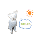愛犬ポコちゃんのスタンプ3（個別スタンプ：14）