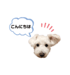 愛犬ポコちゃんのスタンプ3（個別スタンプ：15）