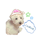 愛犬ポコちゃんのスタンプ3（個別スタンプ：16）