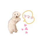 愛犬ポコちゃんのスタンプ3（個別スタンプ：17）
