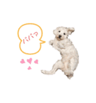 愛犬ポコちゃんのスタンプ3（個別スタンプ：18）