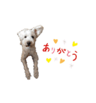 愛犬ポコちゃんのスタンプ3（個別スタンプ：19）