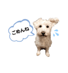 愛犬ポコちゃんのスタンプ3（個別スタンプ：20）