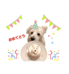 愛犬ポコちゃんのスタンプ3（個別スタンプ：21）