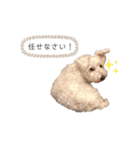 愛犬ポコちゃんのスタンプ3（個別スタンプ：22）