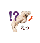 愛犬ポコちゃんのスタンプ3（個別スタンプ：23）