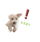 愛犬ポコちゃんのスタンプ3（個別スタンプ：24）