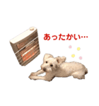 愛犬ポコちゃんのスタンプ3（個別スタンプ：25）
