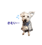 愛犬ポコちゃんのスタンプ3（個別スタンプ：26）
