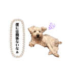 愛犬ポコちゃんのスタンプ3（個別スタンプ：28）