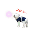 愛犬ポコちゃんのスタンプ3（個別スタンプ：29）