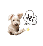 愛犬ポコちゃんのスタンプ3（個別スタンプ：34）
