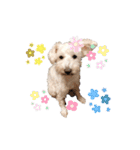 愛犬ポコちゃんのスタンプ3（個別スタンプ：38）