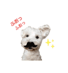 愛犬ポコちゃんのスタンプ3（個別スタンプ：39）
