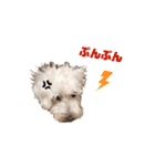 愛犬ポコちゃんのスタンプ3（個別スタンプ：40）