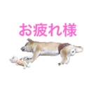 豆柴こびきちゃんの日常（個別スタンプ：2）