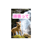豆柴こびきちゃんの日常（個別スタンプ：3）