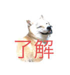 豆柴こびきちゃんの日常（個別スタンプ：4）
