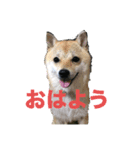 豆柴こびきちゃんの日常（個別スタンプ：5）