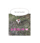 豆柴こびきちゃんの日常（個別スタンプ：6）