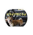 豆柴こびきちゃんの日常（個別スタンプ：7）