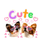 パピヨンの夢ちゃん＆アンちゃんコラボ（個別スタンプ：2）