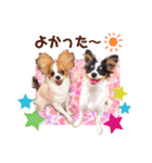 パピヨンの夢ちゃん＆アンちゃんコラボ（個別スタンプ：3）