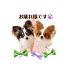 パピヨンの夢ちゃん＆アンちゃんコラボ（個別スタンプ：6）