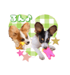 パピヨンの夢ちゃん＆アンちゃんコラボ（個別スタンプ：7）