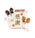 パピヨンの夢ちゃん＆アンちゃんコラボ（個別スタンプ：9）