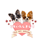 パピヨンの夢ちゃん＆アンちゃんコラボ（個別スタンプ：10）