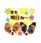 パピヨンの夢ちゃん＆アンちゃんコラボ（個別スタンプ：11）