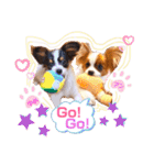 パピヨンの夢ちゃん＆アンちゃんコラボ（個別スタンプ：13）