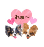 パピヨンの夢ちゃん＆アンちゃんコラボ（個別スタンプ：15）