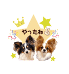 パピヨンの夢ちゃん＆アンちゃんコラボ（個別スタンプ：16）