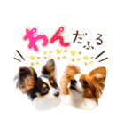 パピヨンの夢ちゃん＆アンちゃんコラボ（個別スタンプ：17）