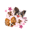 パピヨンの夢ちゃん＆アンちゃんコラボ（個別スタンプ：18）