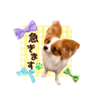 パピヨンの夢ちゃん＆アンちゃんコラボ（個別スタンプ：23）