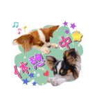 パピヨンの夢ちゃん＆アンちゃんコラボ（個別スタンプ：27）