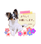 パピヨンの夢ちゃん＆アンちゃんコラボ（個別スタンプ：30）