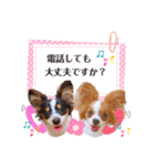 パピヨンの夢ちゃん＆アンちゃんコラボ（個別スタンプ：33）