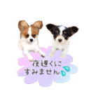パピヨンの夢ちゃん＆アンちゃんコラボ（個別スタンプ：34）