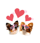 パピヨンの夢ちゃん＆アンちゃんコラボ（個別スタンプ：36）