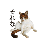 ねこのふぅちゃんスタンプ！（個別スタンプ：1）