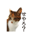 ねこのふぅちゃんスタンプ！（個別スタンプ：2）